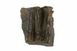 Triceratops Shed Tooth - Montana #93097-1